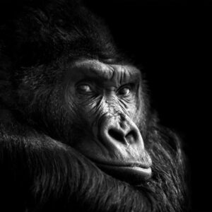 Foto van Gorilla in zwart wit geprint op glas, acrylaar en TruLife