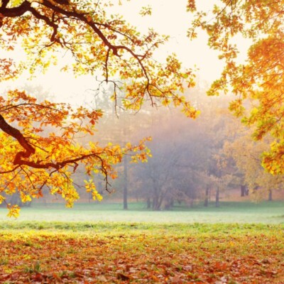 Bomen in het park in de herfst