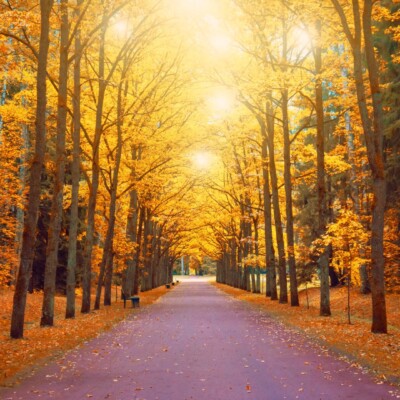 Herfst uitzicht op een eikenlaan