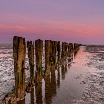 Palen voor een paars blauwe lucht