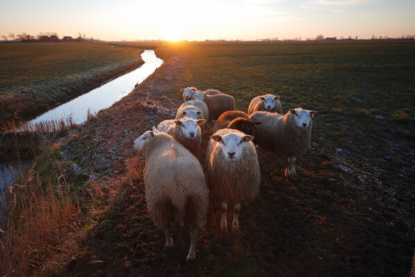 Schapen