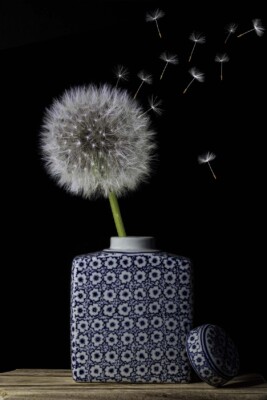 Blue-White_anita_meijer