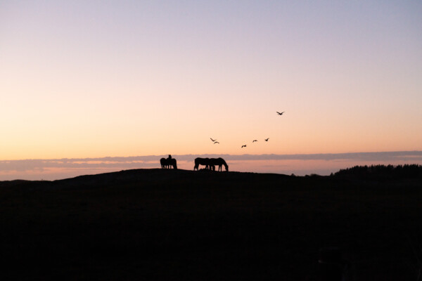 Paarden op de heuvel